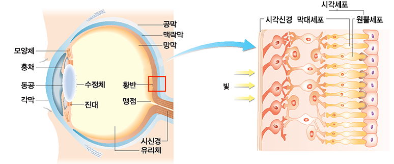 인간의 안구 다이어그램